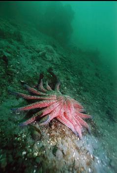 SUNFLOWER STAR UNDER PIER