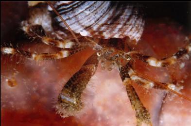 HERMIT CRAB ON TUNICATE COLONY