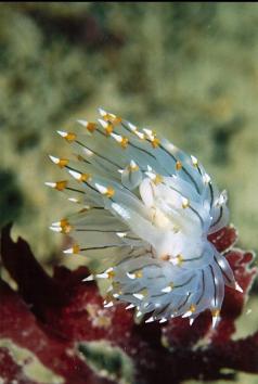 NUDIBRANCH ON MUDDY BOTTOM