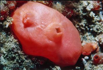 TUNICATE ON REEF BALL