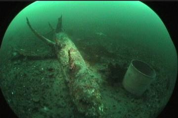 SUNKEN TREE AND CONTAINER