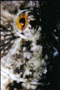 CABEZON