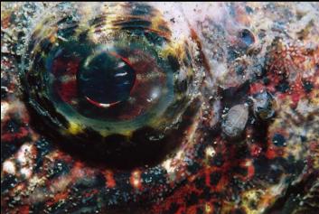 BUFFALO SCULPIN EYE