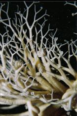 BASKET STAR