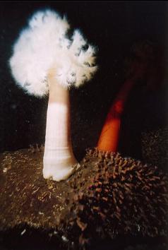 PLUMOSE ANEMONES AND ZOANTHIDS