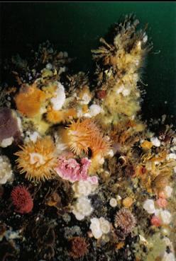ANEMONES ETC. ON WALL