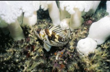 COPPER ROCKFISH WITH PLUMOSE ANEMONES AND SEA CUCUMBERS