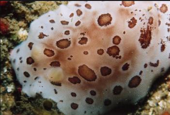 NUDIBRANCH ON WRECK