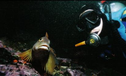 KELP GREENLING