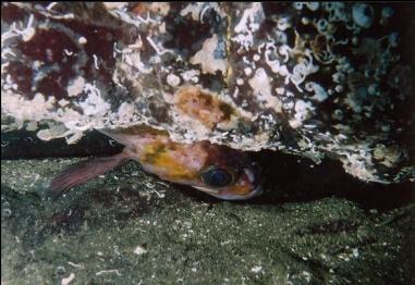 COPPER ROCKFISH IN CREVICE
