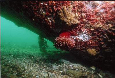 ANEMONE UNDER BOW