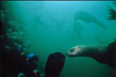 SEALION AND DIVER'S FIN