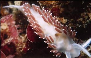 NUDIBRANCH ON WRECK