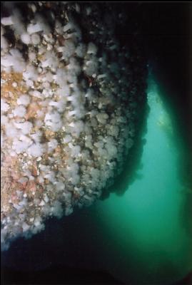 SMALL PLUMOSE ANEMONES IN CAVERN