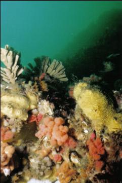 SOFT CORALS AND SPONGES