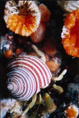HERMIT CRAB