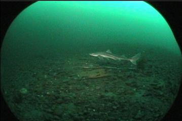 DOGFISH SHARK