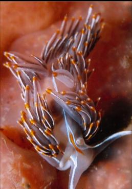 OPALESCENT NUDIBRANCH